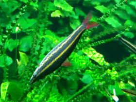 Смотреть фото Обыкновенный аностомус Фото Обыкновенный аностомус