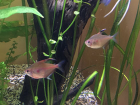 Смотреть фото Краснопятнистая тетра Фото Краснопятнистая тетра