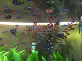 Смотреть фото Бриллиантовая тетра Фото Бриллиантовая тетра