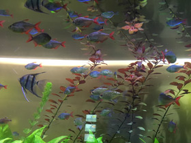 Смотреть фото Бриллиантовая тетра Фото Бриллиантовая тетра