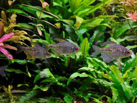 Смотреть фото Бриллиантовая тетра Фото Бриллиантовая тетра