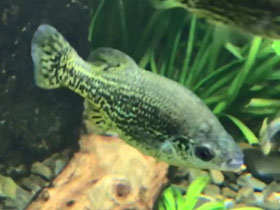 Смотреть фото Амека Фото Амека