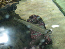 Смотреть фото Бразильская четырехглазка Фото Бразильская четырехглазка