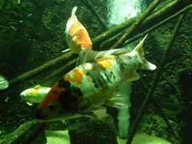 Смотреть фото Карп кои Фото Карп кои