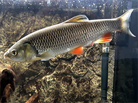 Смотреть фото Голавль Фото Голавль