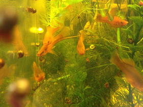 Смотреть фото Меченосец Фото Меченосец