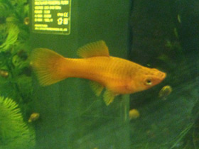 Смотреть фото Меченосец Фото Меченосец