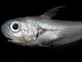 Смотреть фото Тупорылый макрурус Фото Тупорылый макрурус