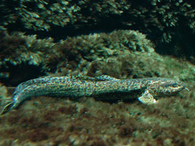 Смотреть фото Налим — единственный пресноводный представитель тресковых Фото Налим — единственный пресноводный представитель тресковых