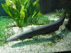 Фото Электрический угорь