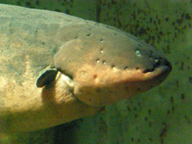 Фото Электрический угорь