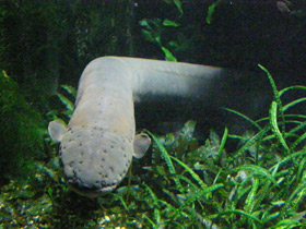 Фото Электрический угорь