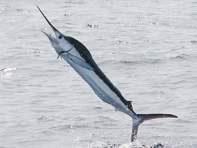 Смотреть фото Белый марлин Фото Белый марлин