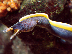 Носатая мурена Носатая мурена