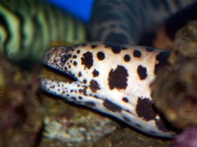 Смотреть фото Тигровая мурена Фото Тигровая мурена