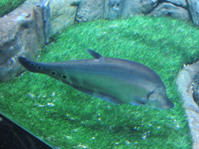 Смотреть фото Индийский глазчатый нож Фото Индийский глазчатый нож