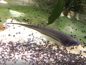 Смотреть фото Стеклянный нож Фото Стеклянный нож