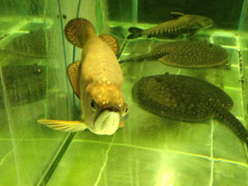 Смотреть фото Чёрная аравана Фото Чёрная аравана