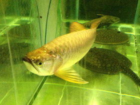 Смотреть фото Чёрная аравана Фото Чёрная аравана