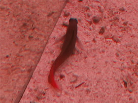 Смотреть фото Двуцветная морская собачка Фото Двуцветная морская собачка