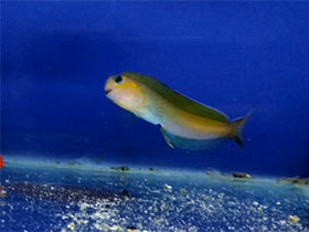 Смотреть фото Золотистый эксен Фото Золотистый эксен