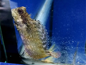 Смотреть фото Бриллиантовый саларий Фото Бриллиантовый саларий