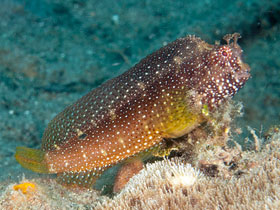 Смотреть фото Звёздчатая собачка Фото Звёздчатая собачка