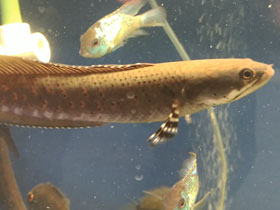 Смотреть фото Украшенный змееголов Фото Украшенный змееголов