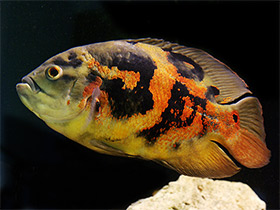 Фото Глазчатый астронотус