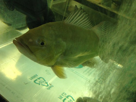 Смотреть фото Цихла келбери Фото Цихла келбери