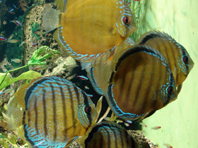 Смотреть фото Коричневый дискус Фото Коричневый дискус