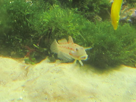 Фото Розовопятнистый бычок