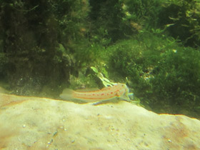 Фото Розовопятнистый бычок