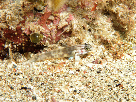 Фото Gobius tetrophthalmus