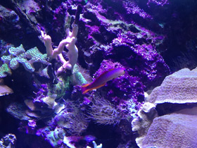 Фото Пурпурный огненный бычок