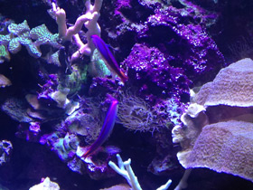 Фото Пурпурный огненный бычок