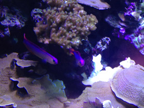 Фото Пурпурный огненный бычок