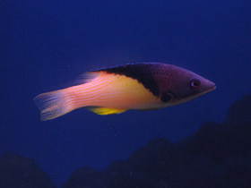 Смотреть фото Губан мезоторакс Фото Губан мезоторакс