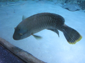 Смотреть фото Рыба-наполеон Фото Рыба-наполеон