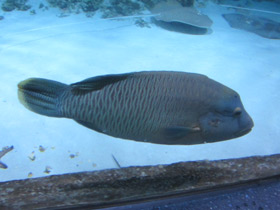 Смотреть фото Рыба-наполеон Фото Рыба-наполеон