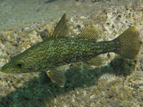 Фото Lates angustifrons