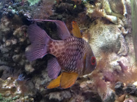 Фото Жёлтый апогон