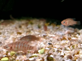 Фото Бадис бадис