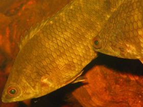 Фото Ctenopoma nebulosum