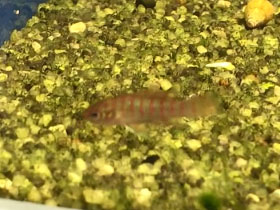 Фото Красный бадис