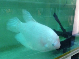 Смотреть фото Промысловый, или гигантский гурами Фото Промысловый, или гигантский гурами