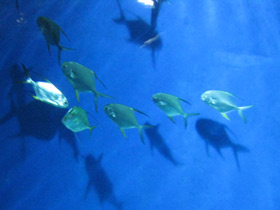 Смотреть фото Тупорылый помпано Фото Тупорылый помпано