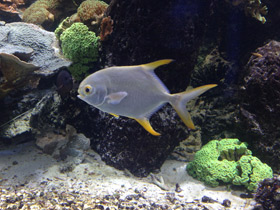 Смотреть фото Тупорылый помпано Фото Тупорылый помпано