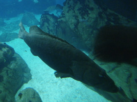 Смотреть фото Индоокеанский малоглазый групер Фото Индоокеанский малоглазый групер