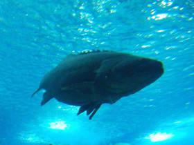 Смотреть фото Индоокеанский малоглазый групер Фото Индоокеанский малоглазый групер